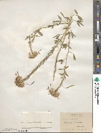 Cleome serrulata image