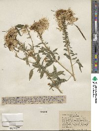 Cleome serrulata image