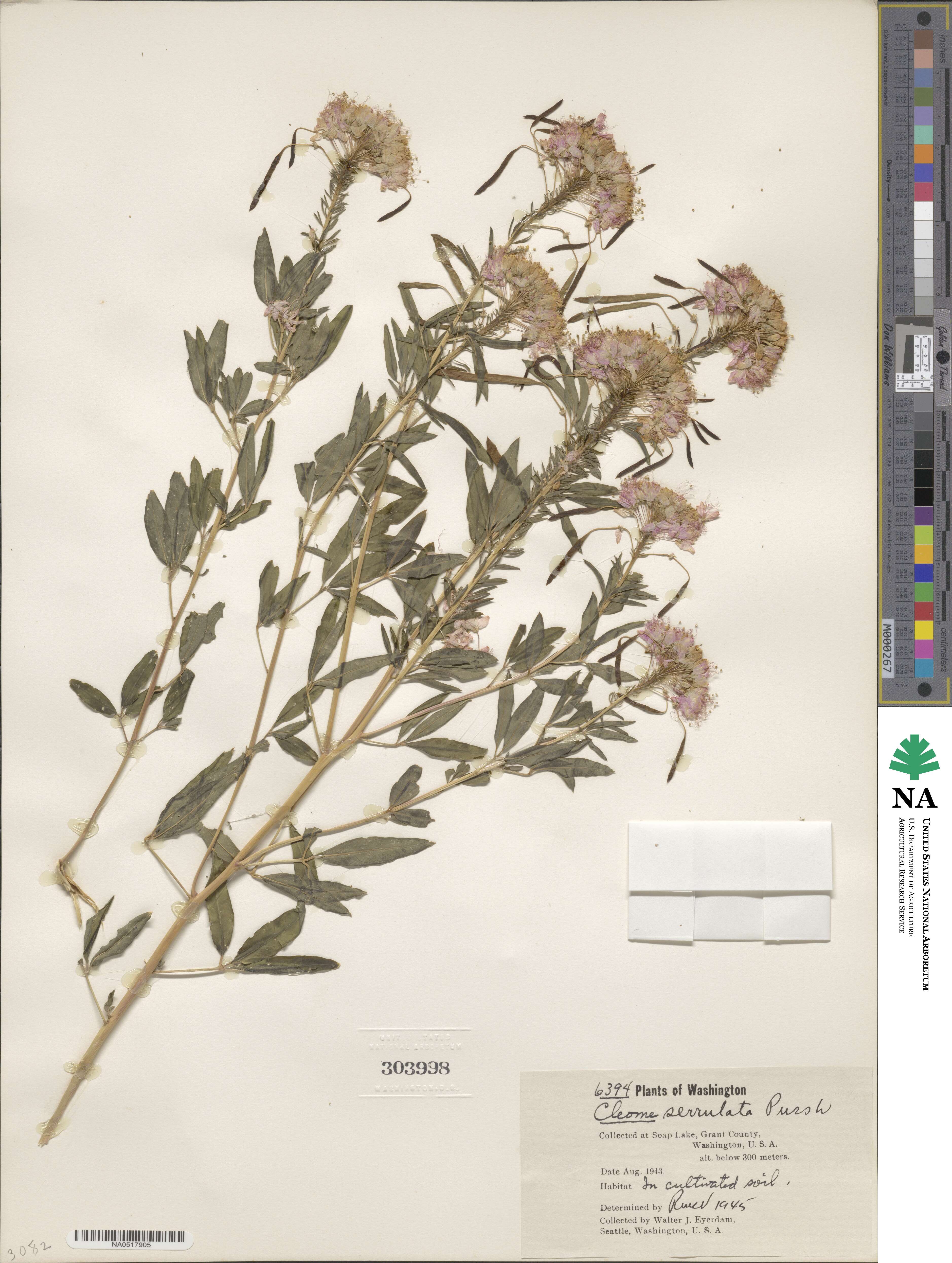 Cleomaceae image