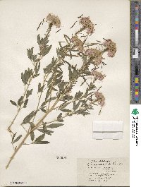 Cleome serrulata image