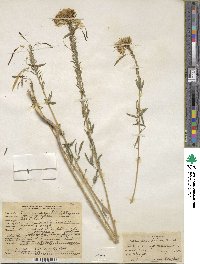 Cleome serrulata image