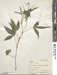 Cleoserrata serrata image