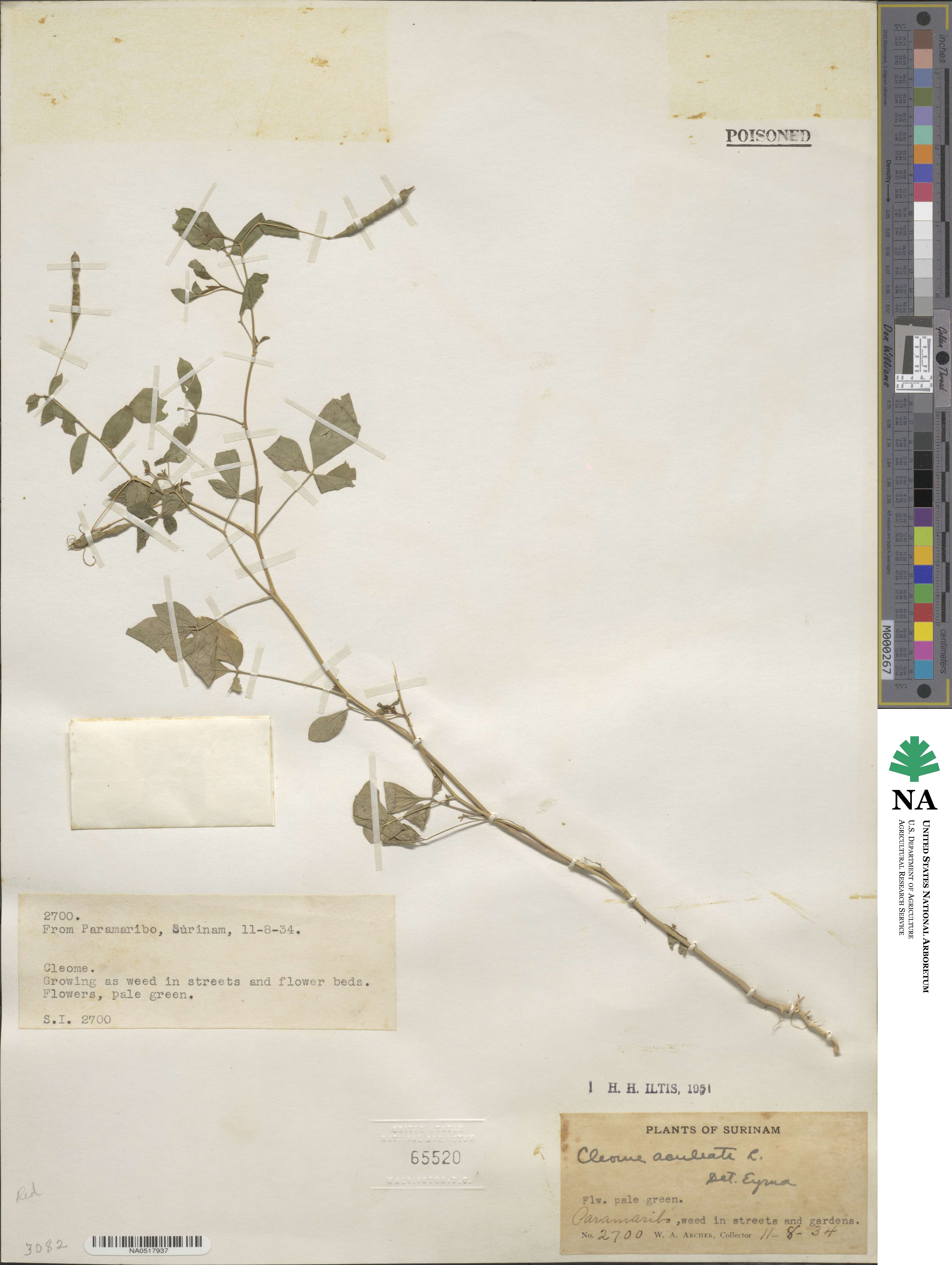 Tarenaya aculeata image