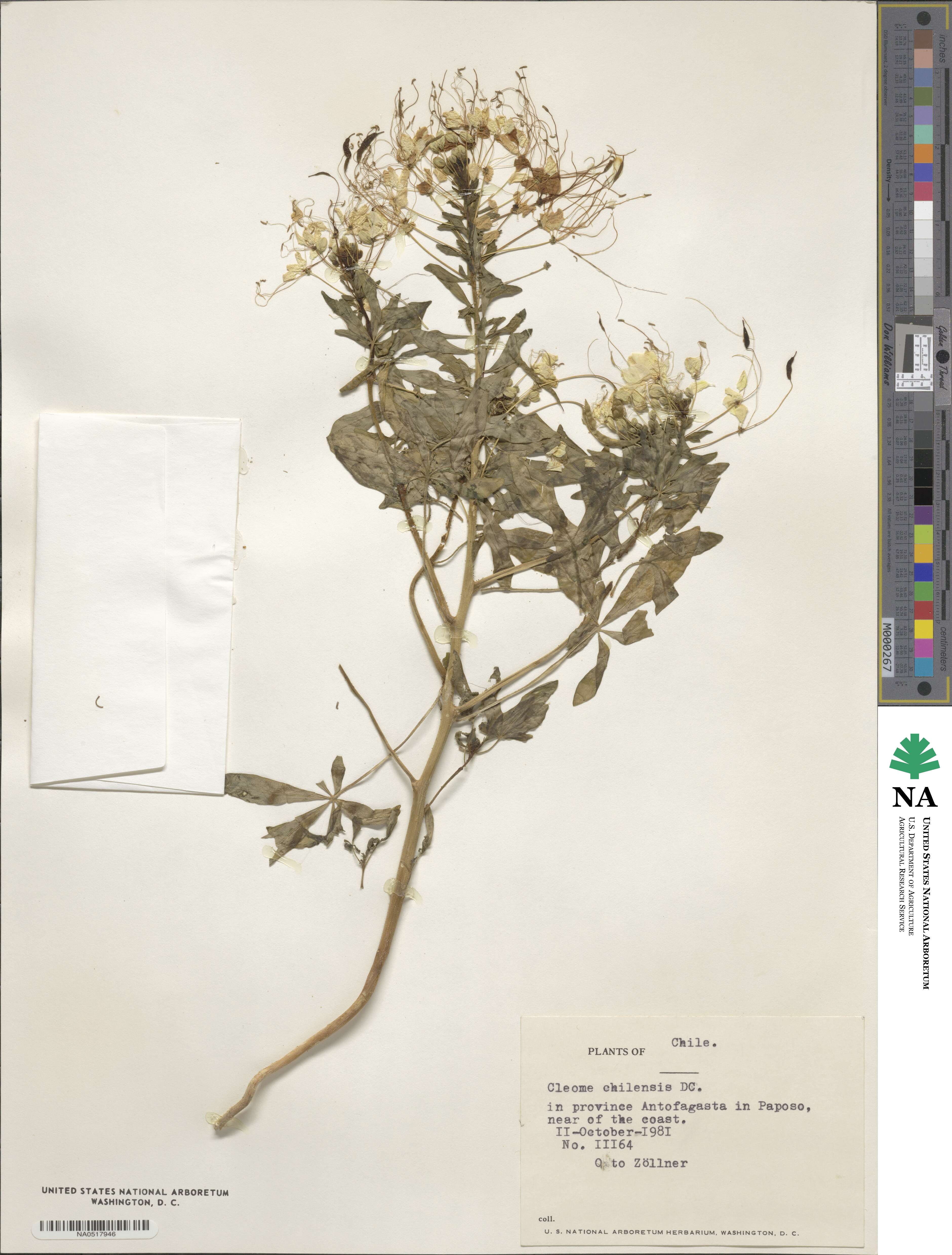 Andinocleome chilensis image