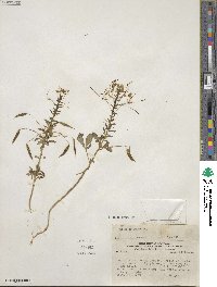 Andinocleome chilensis image