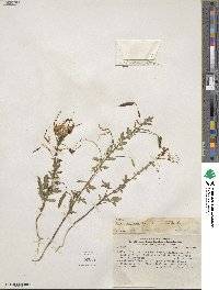 Andinocleome chilensis image