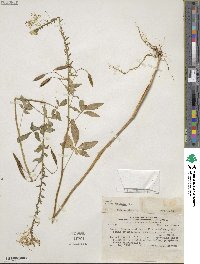 Andinocleome chilensis image