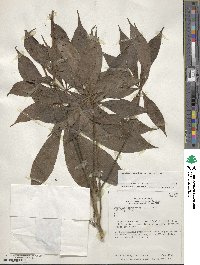 Cleome gigantea image