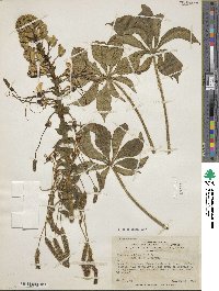 Image of Andinocleome glandulosa