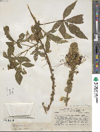 Andinocleome lechleri image