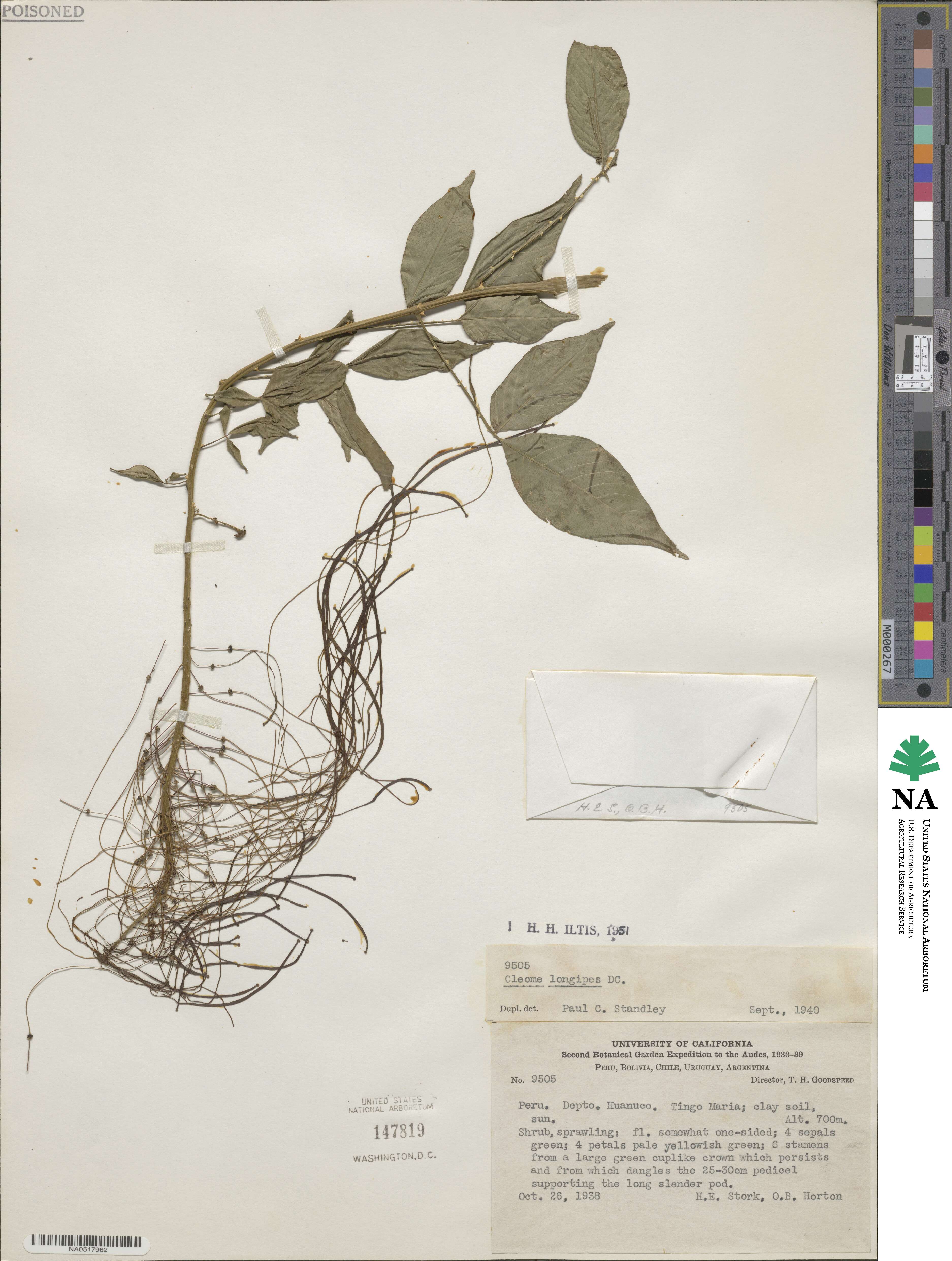 Tarenaya longipes image