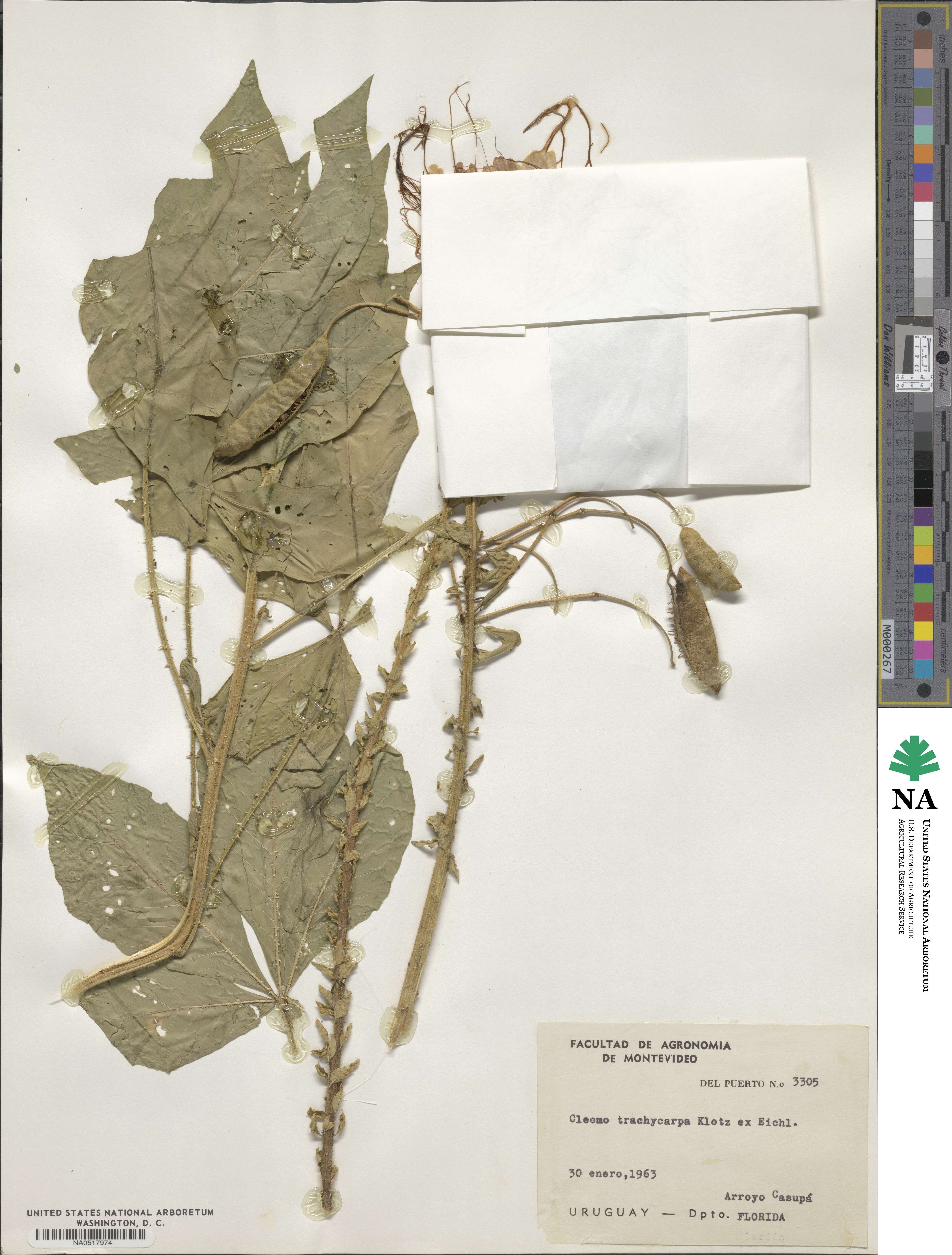 Tarenaya trachycarpa image