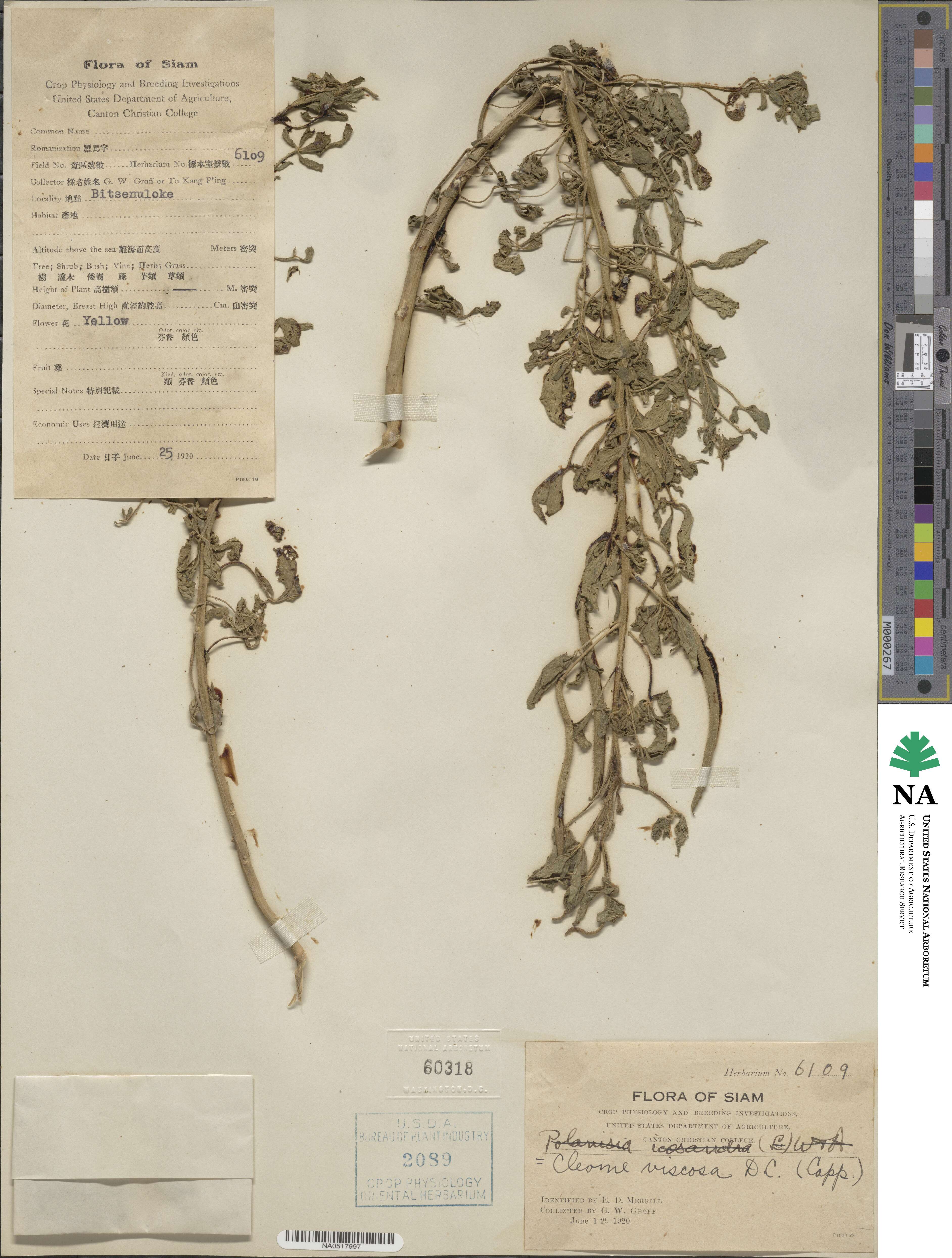 Arivela viscosa image