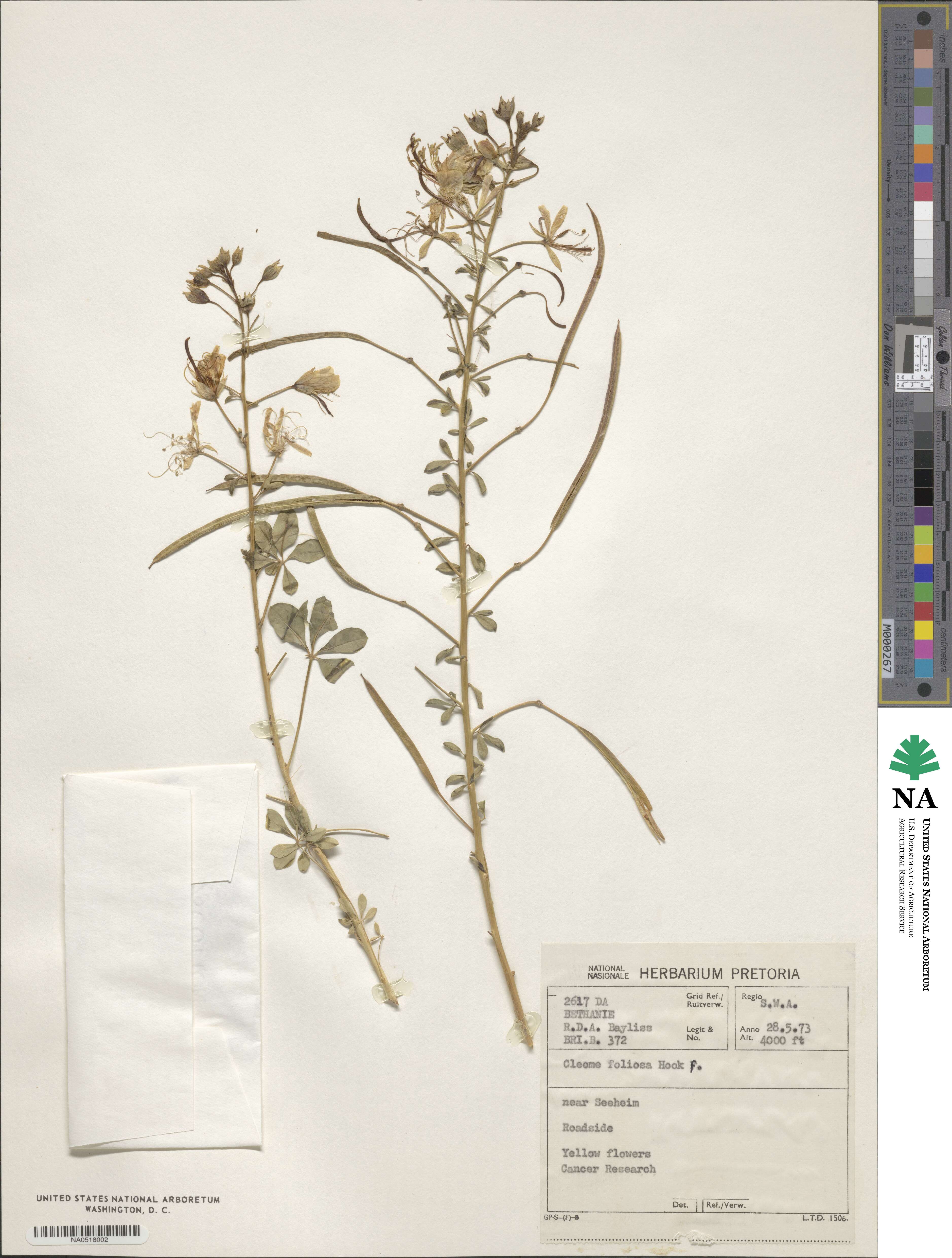 Cleome foliosa image