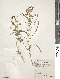 Cleome foliosa image