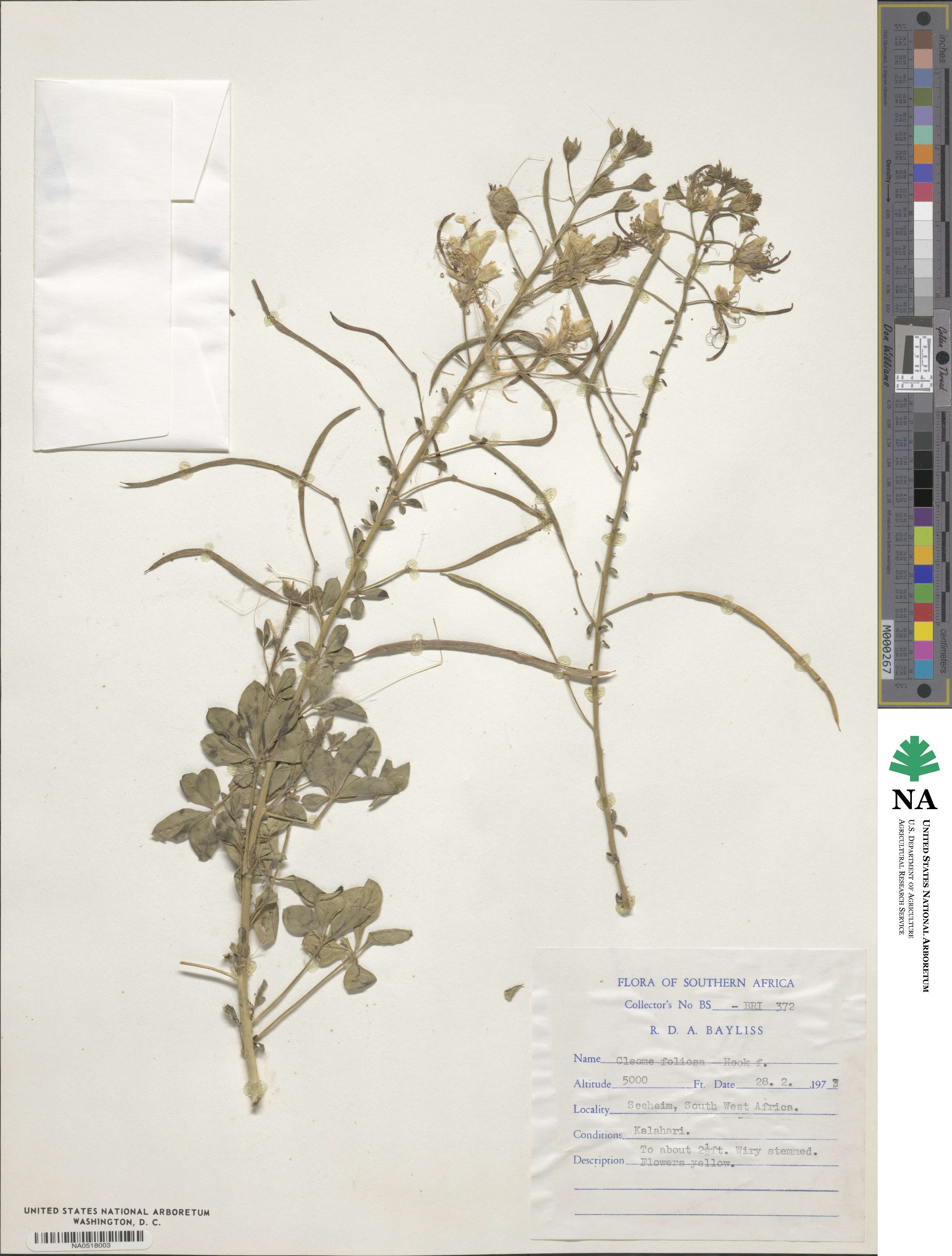 Cleome foliosa image