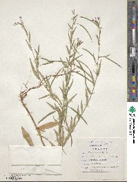 Cleome monophylla image