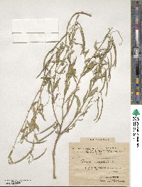 Cleome monophylla image