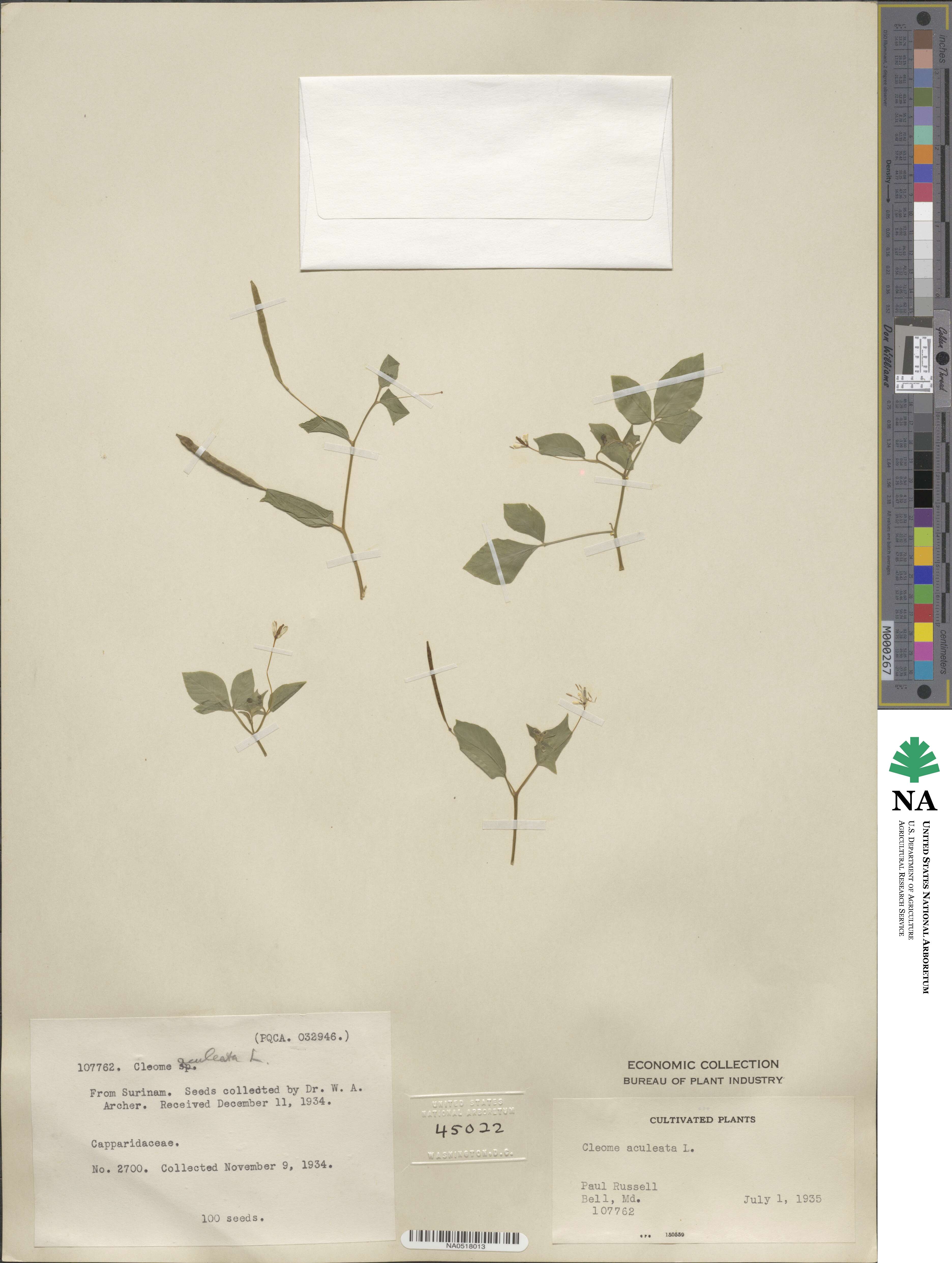 Tarenaya aculeata image
