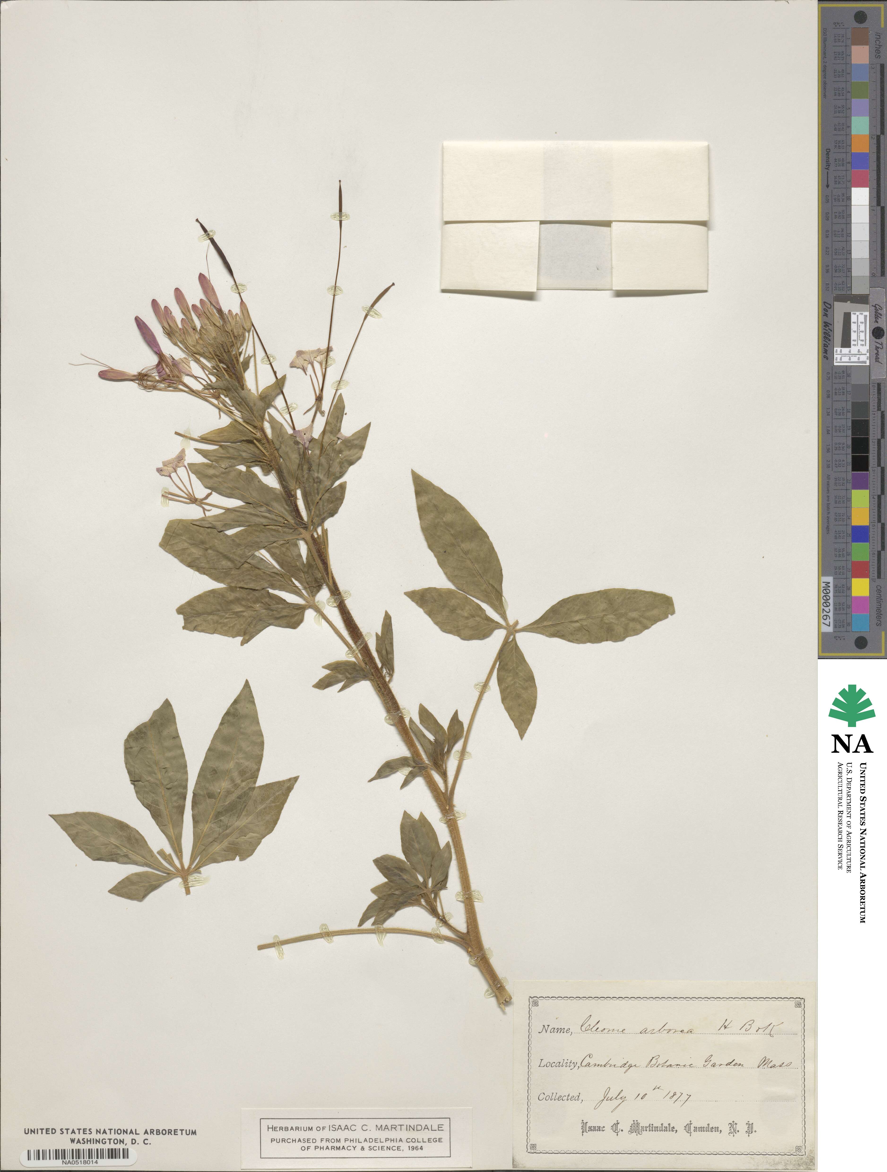 Cleome arborea image