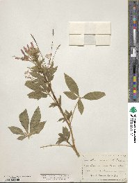 Image of Cleome arborea