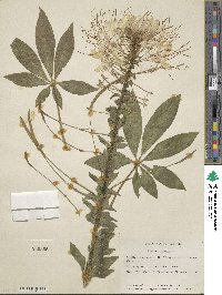 Tarenaya hassleriana image