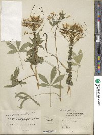 Tarenaya hassleriana image