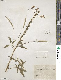 Tarenaya hassleriana image