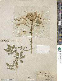 Tarenaya hassleriana image