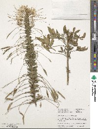 Tarenaya hassleriana image