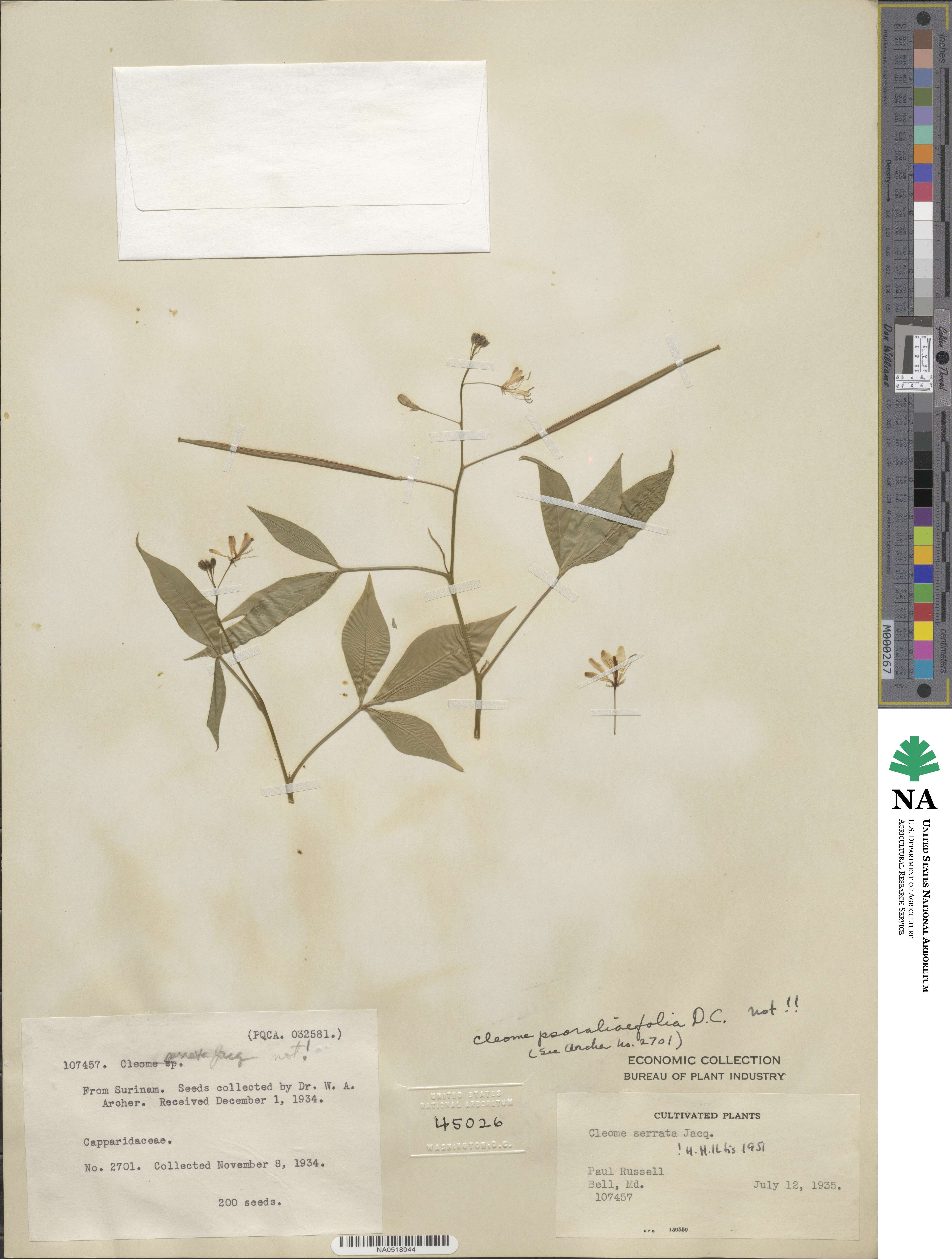 Cleoserrata serrata image