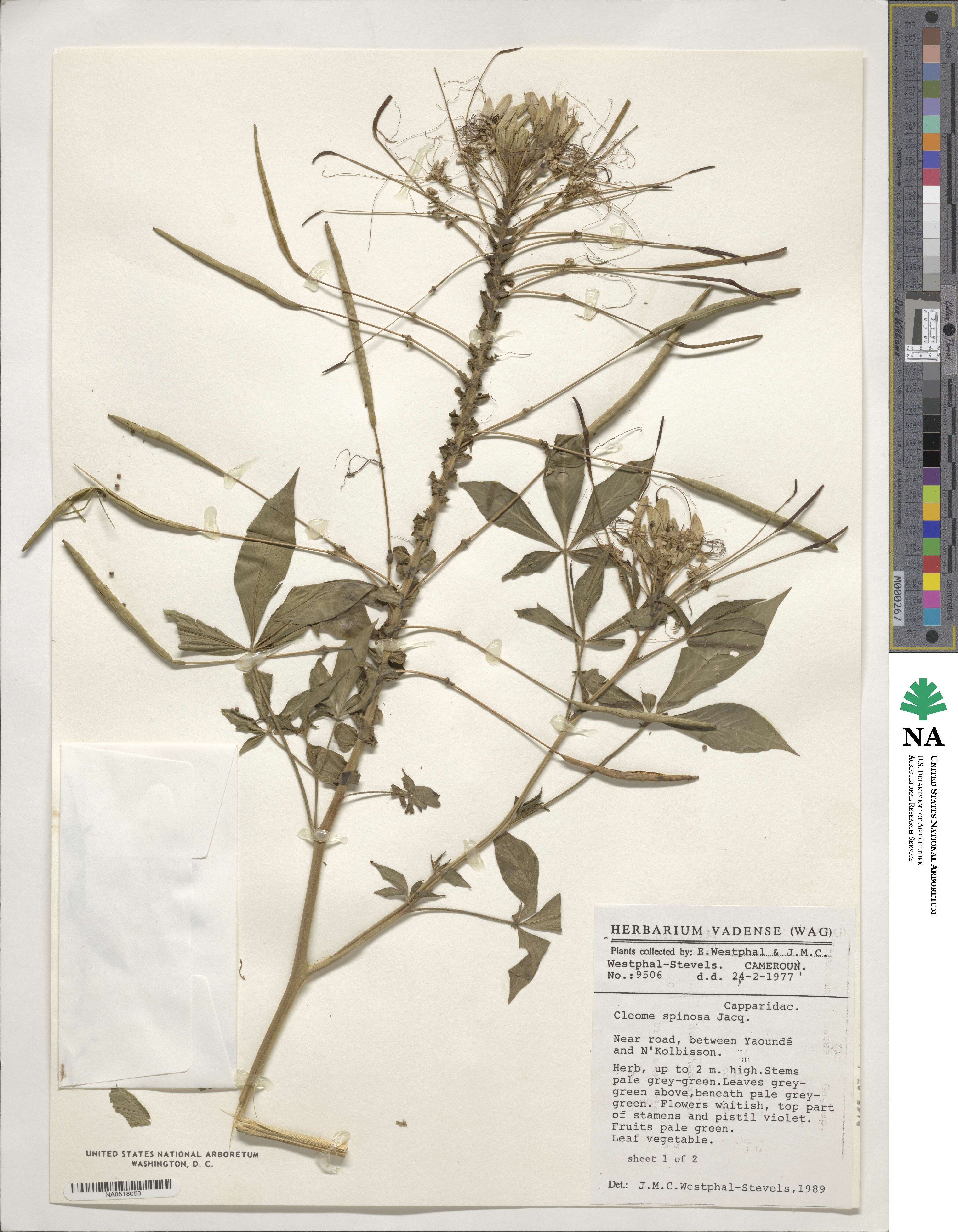 Tarenaya spinosa image