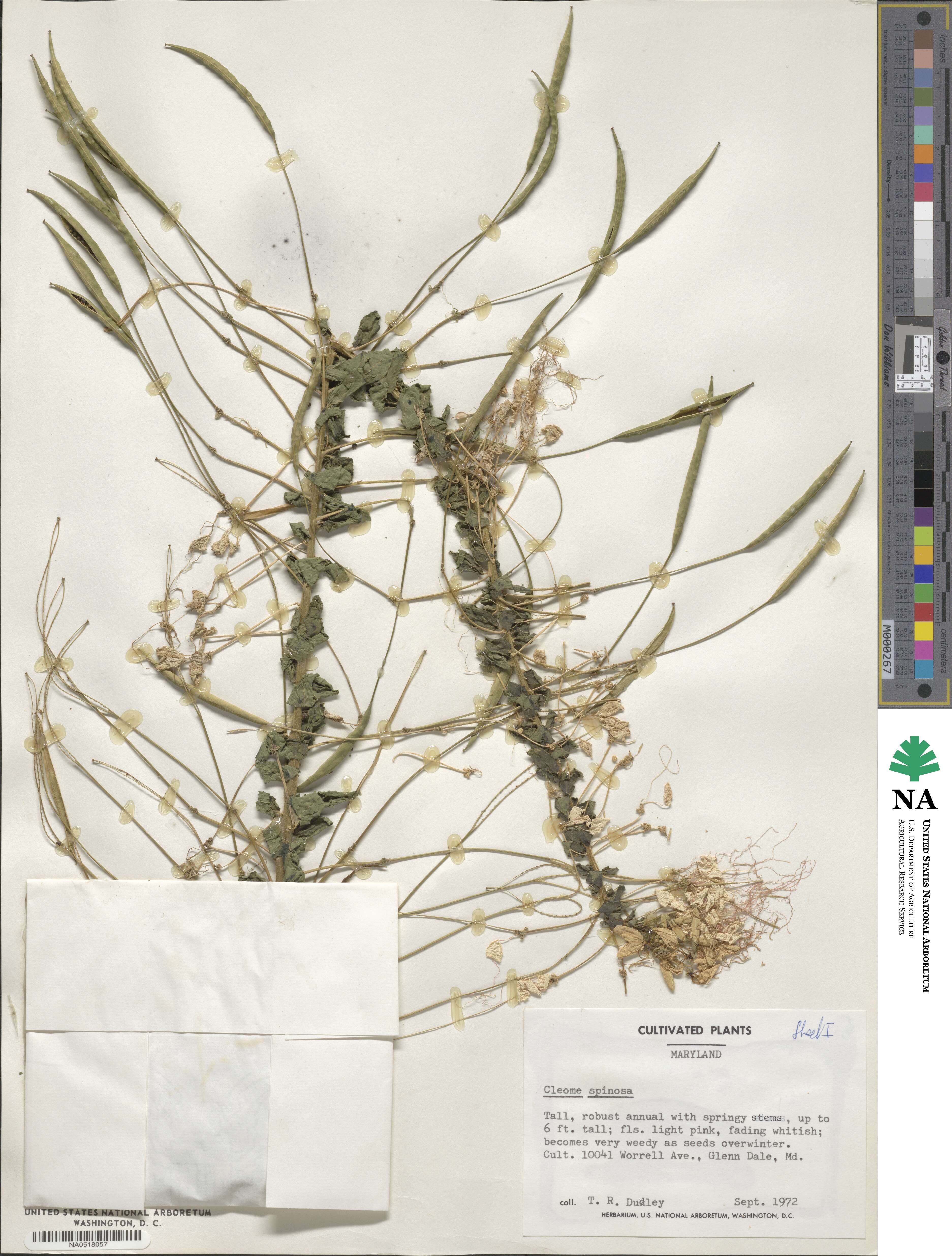 Tarenaya spinosa image