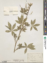 Cleome violacea image