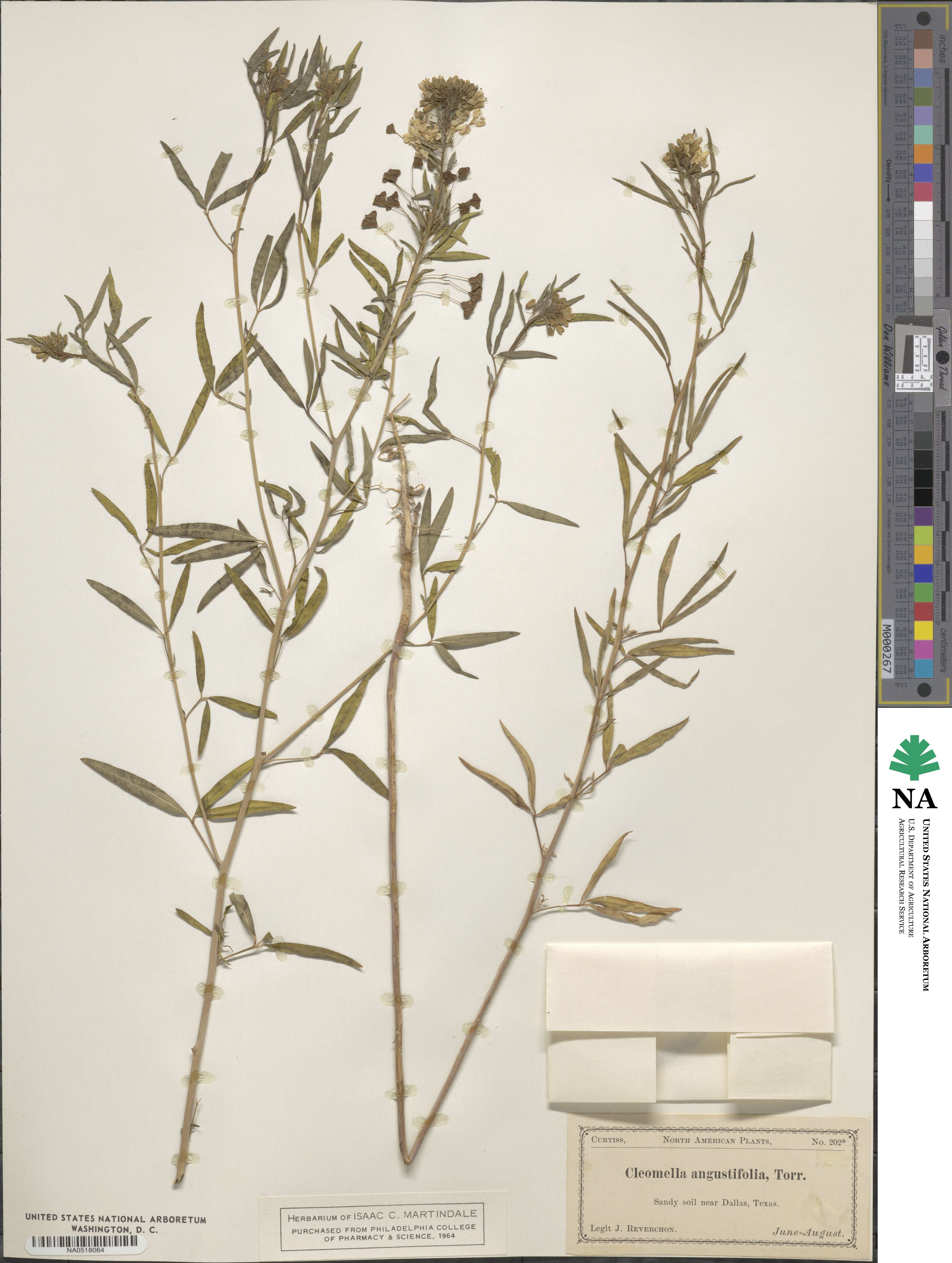 Cleomella angustifolia image
