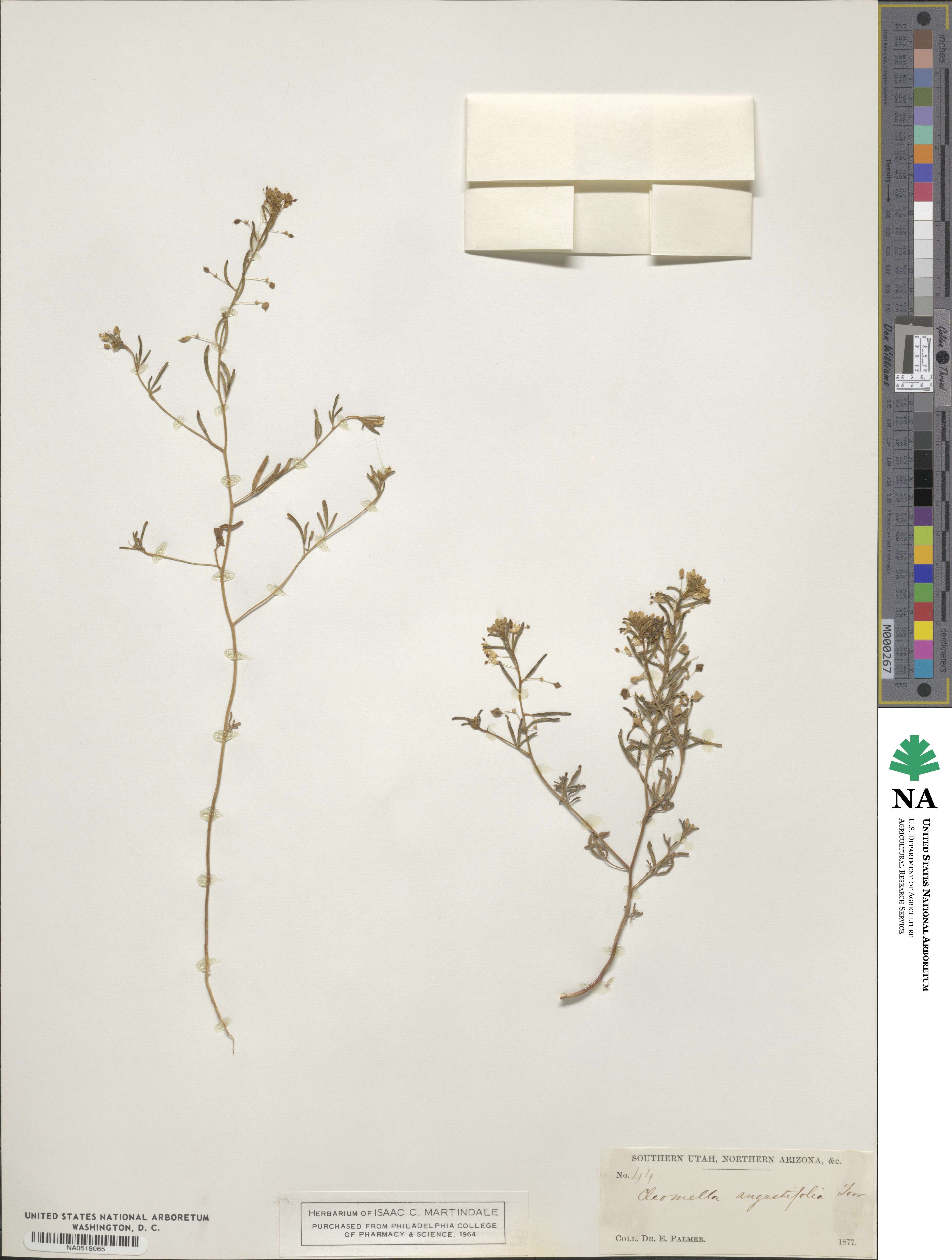 Cleomella angustifolia image