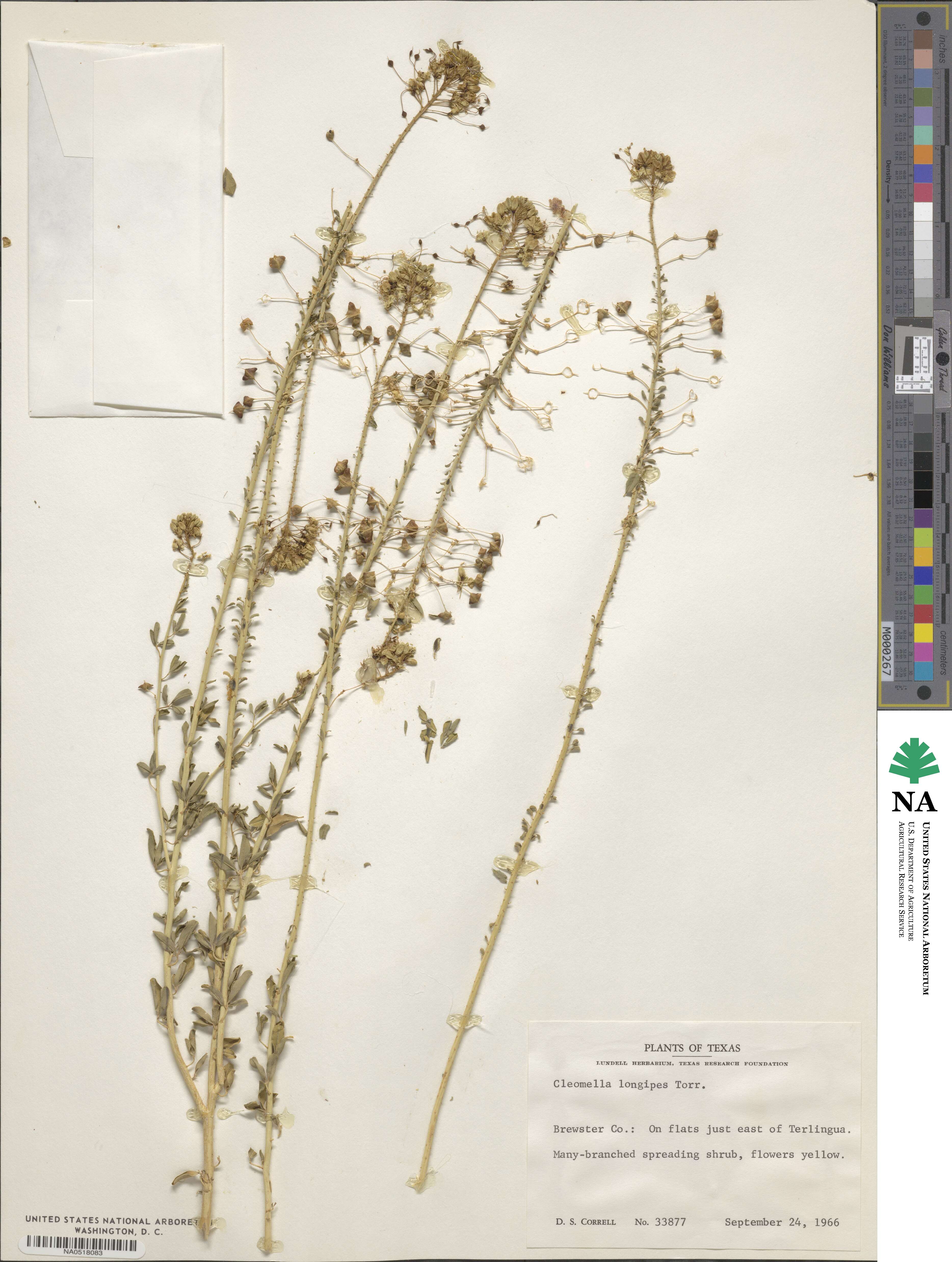 Cleomella longipes image