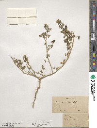 Cleomella obtusifolia image