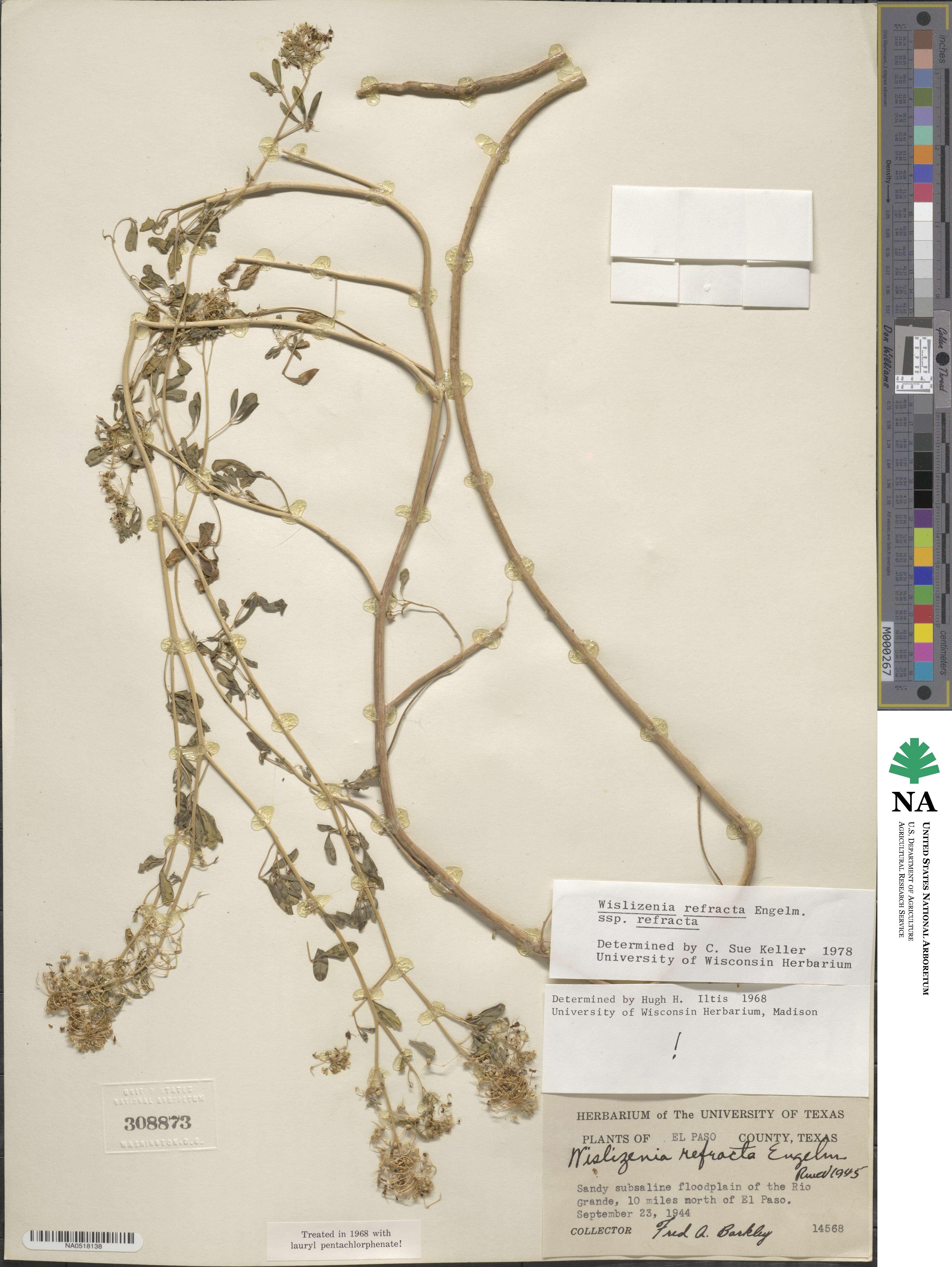 Cleomella californica image