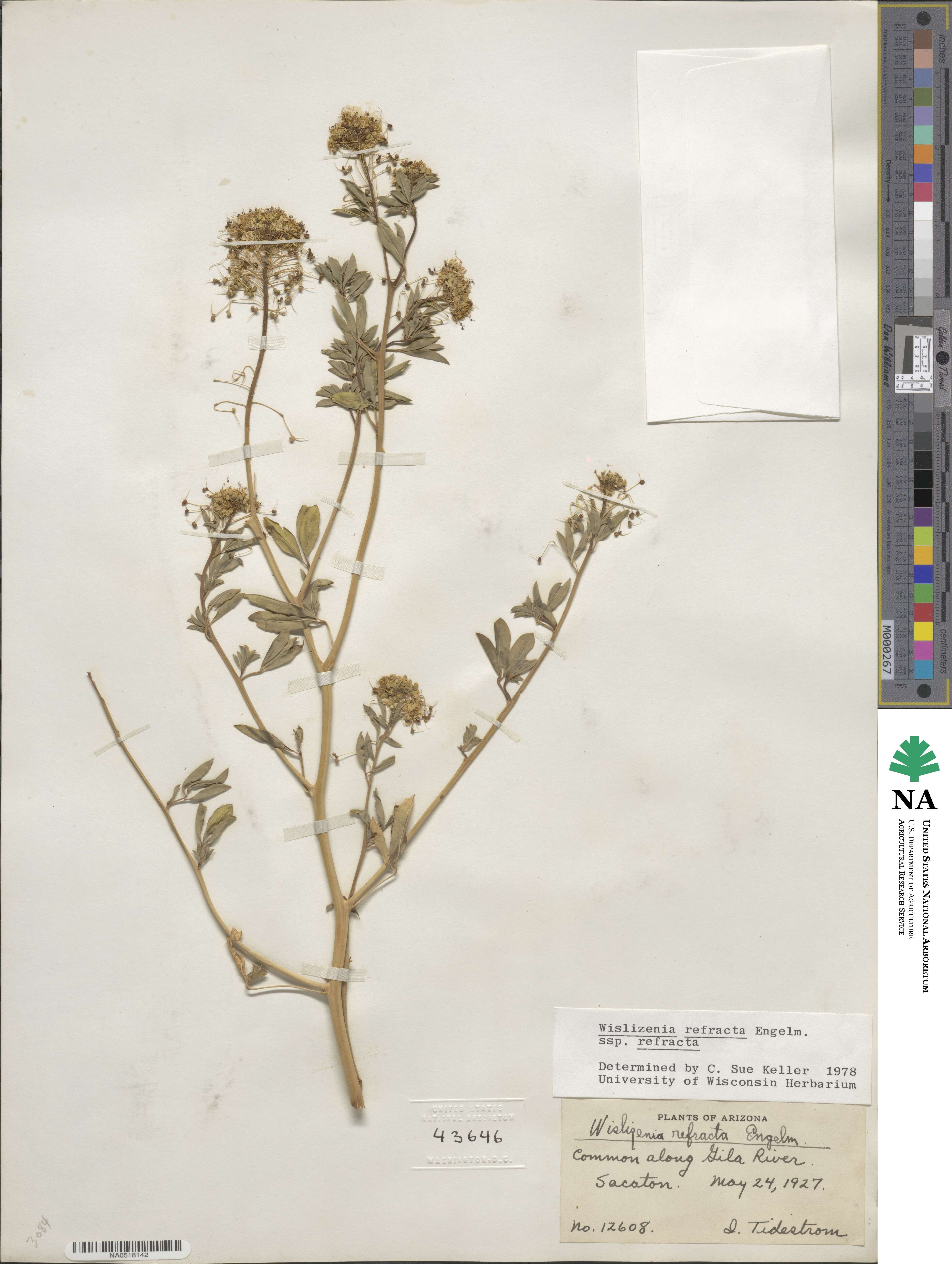 Cleomella californica image