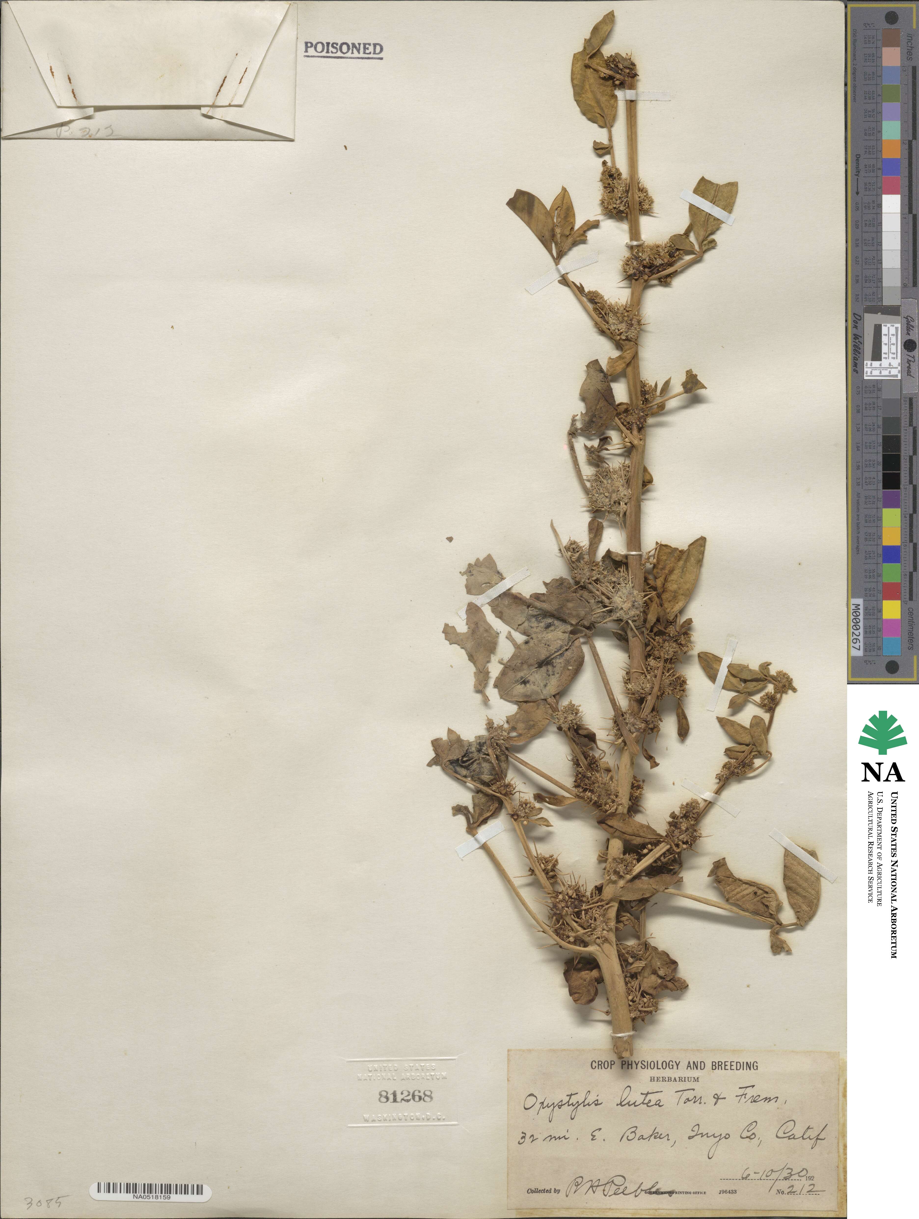 Cleomella oxystyloides image