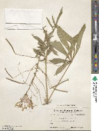 Cleoserrata speciosa image