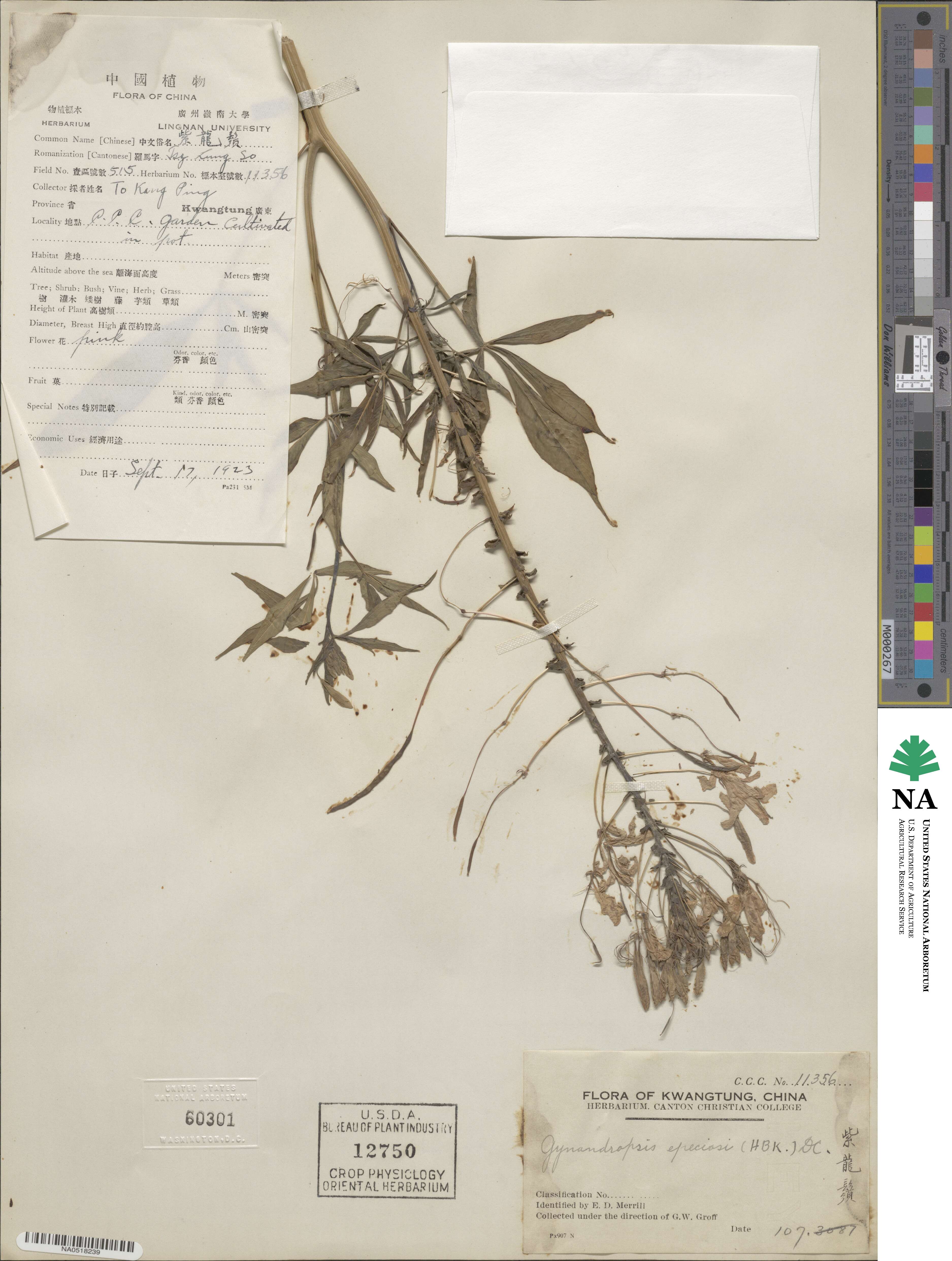 Cleoserrata speciosa image