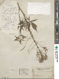 Cleoserrata speciosa image