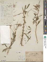 Cleoserrata speciosa image