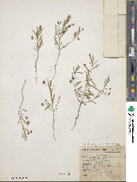 Image of Physostemon hemsleyanum