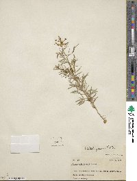 Polanisia jamesii image