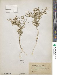 Polanisia jamesii image