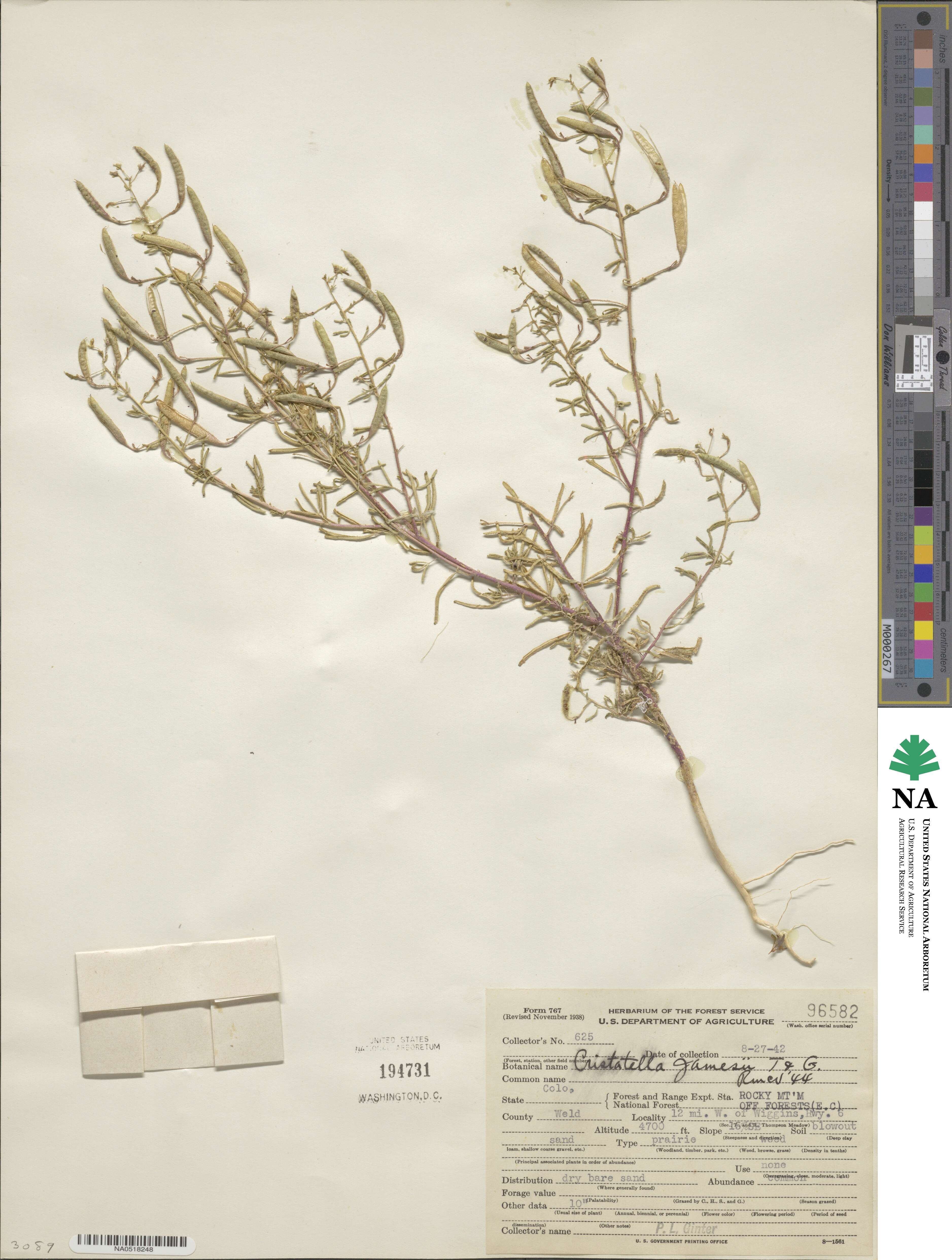 Polanisia jamesii image