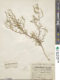 Polanisia jamesii image